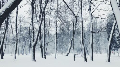 Free A tranquil winter scene showcasing snow-covered leafless trees in a quiet forest park. Stock Photo