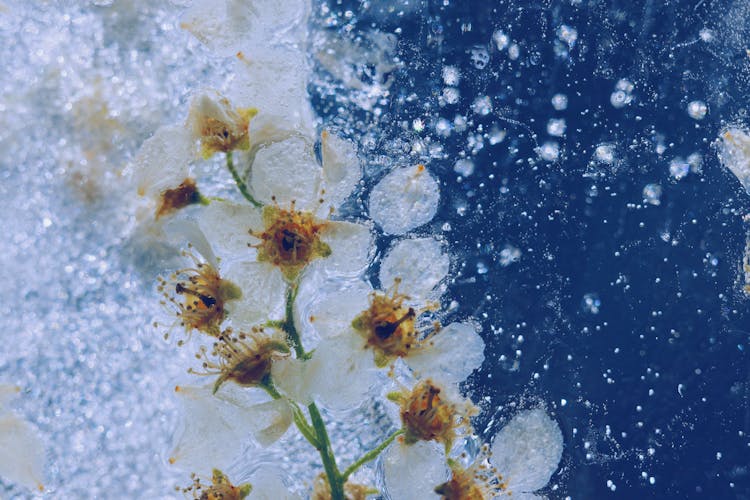 Frozen Flowers In Winter