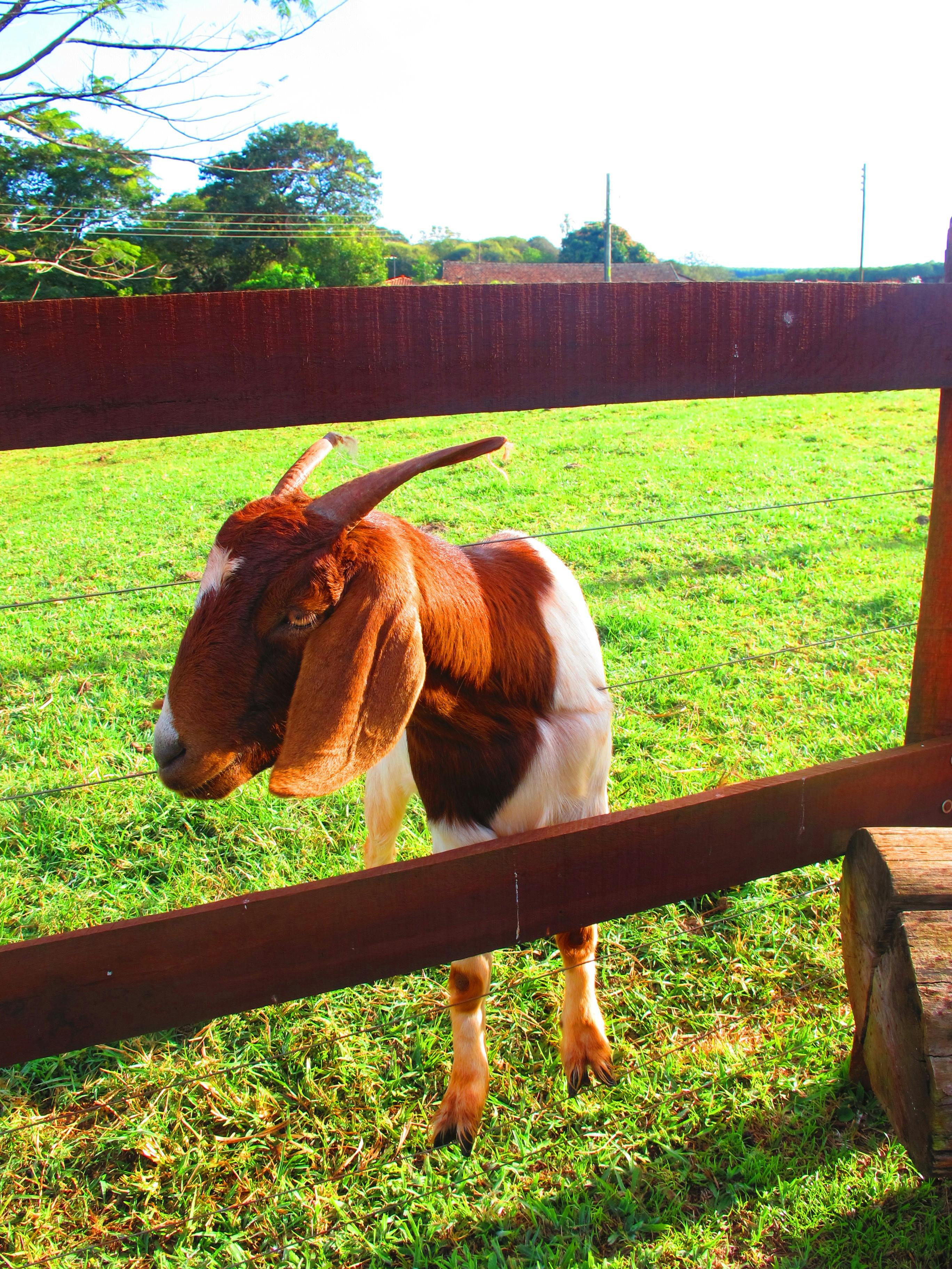 Free stock photo of farm goat, farm life, goat