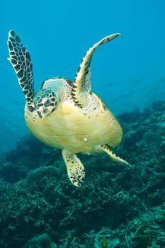 Hawksbill sea turtle gracefully gliding over a vibrant coral reef in clear ocean waters of the Philippines.