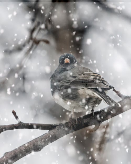 Free stock photo of and, beak, bellied