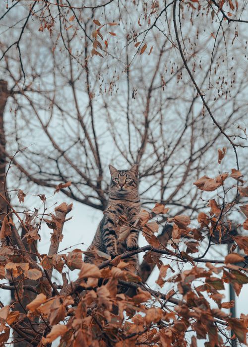 Free A tabby cat sits on a tree branch surrounded by autumn leaves in Istanbul. Stock Photo