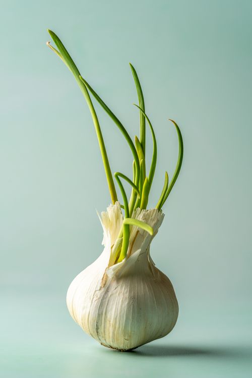 Free Close-up of a garlic bulb with green sprouts, shot in a studio with a soft green backdrop. Stock Photo