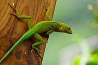 Vibrant green lizard climbing on a wooden plank with blurred natural background.