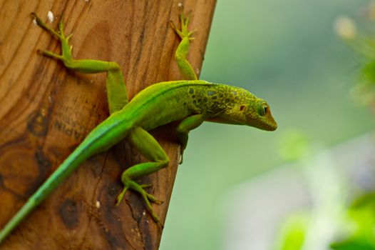 Vibrant green lizard climbing on a wooden plank with blurred natural background.