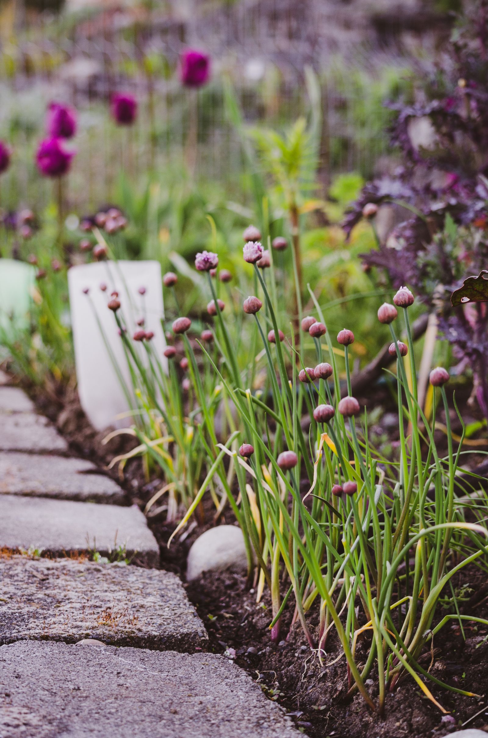A colourful landscaped garden path with blooming flowers
