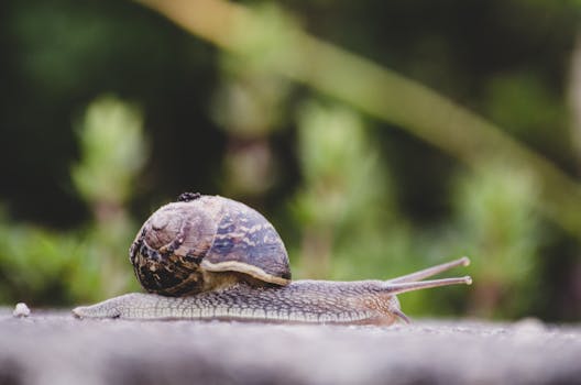 A detailed shot of a snail with a patterned shell moving slowly outdoors.