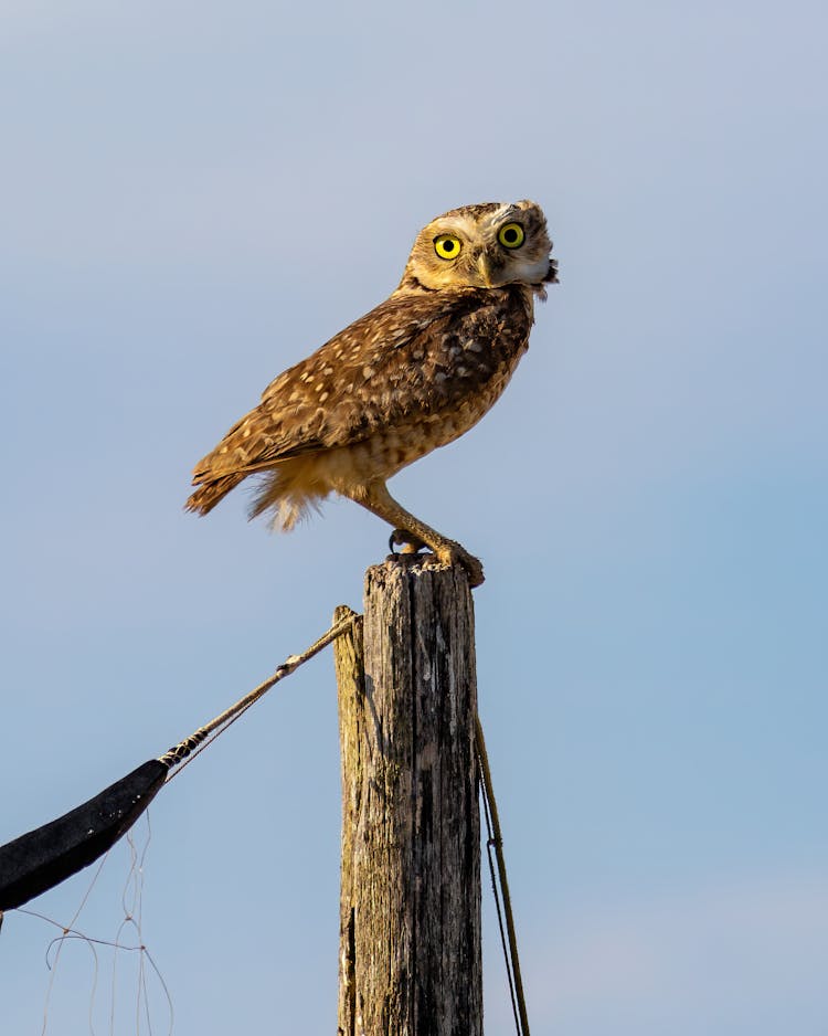 A Burrowing Owl Perched On A Wooden Post 