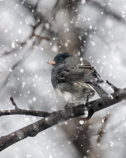 Free stock photo of and, bird, bird chirping