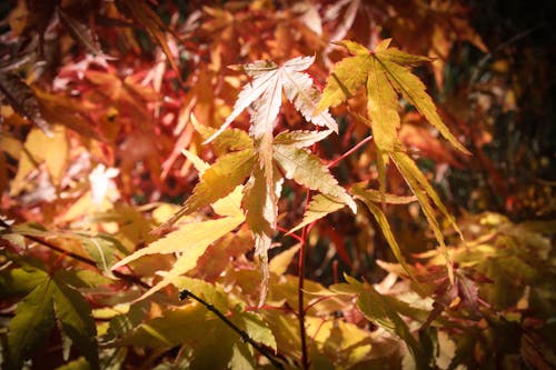 Free stock photo of branches, fall leaves, nature wallpaper