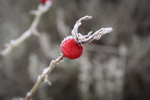 Free stock photo of cold, frost, nature