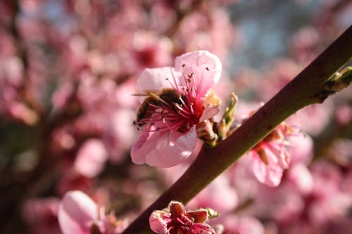 Безкоштовне стокове фото на тему «Бджола, весна, завод»