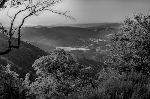 Darmowe zdjęcie z galerii z czarno-biały, dolina, drzewa