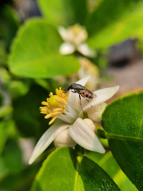 Gratis arkivbilde med bie, blader, blomst Arkivbilde
