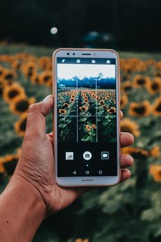 A smartphone displays a photo of a vibrant sunflower field in summer.