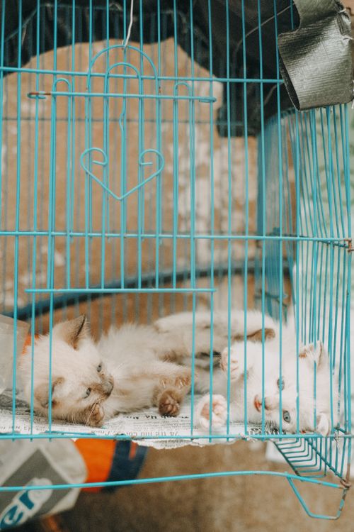 Free Two cute kittens comfortably lying in a pastel blue cage, showcasing their relaxed demeanor. Stock Photo
