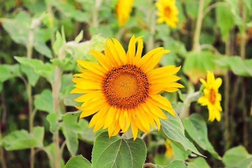 Sunflower in Close Up Photography