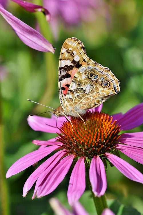 Yellow and White Butterfly on Purple Flower