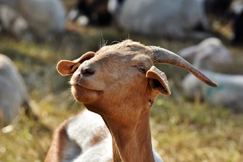 Brown Spanish Goat in Tilt Shift Lens