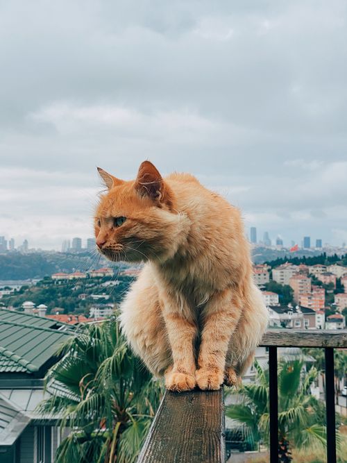 Free Ginger cat sitting on a railing with a stunning view of Istanbul's cityscape in the background. Stock Photo
