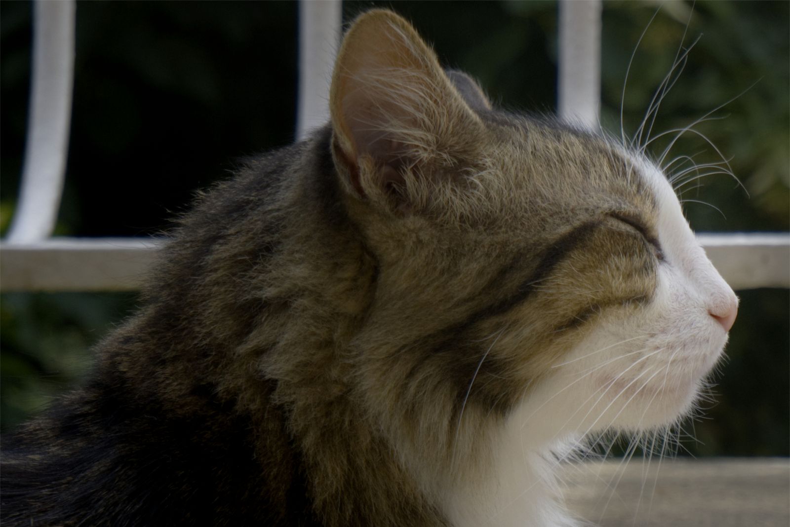Profil d'un chat tigré et blanc au repos, les yeux fermés