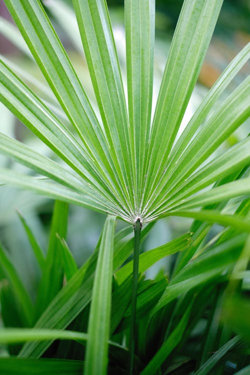 Young Palm Leaf