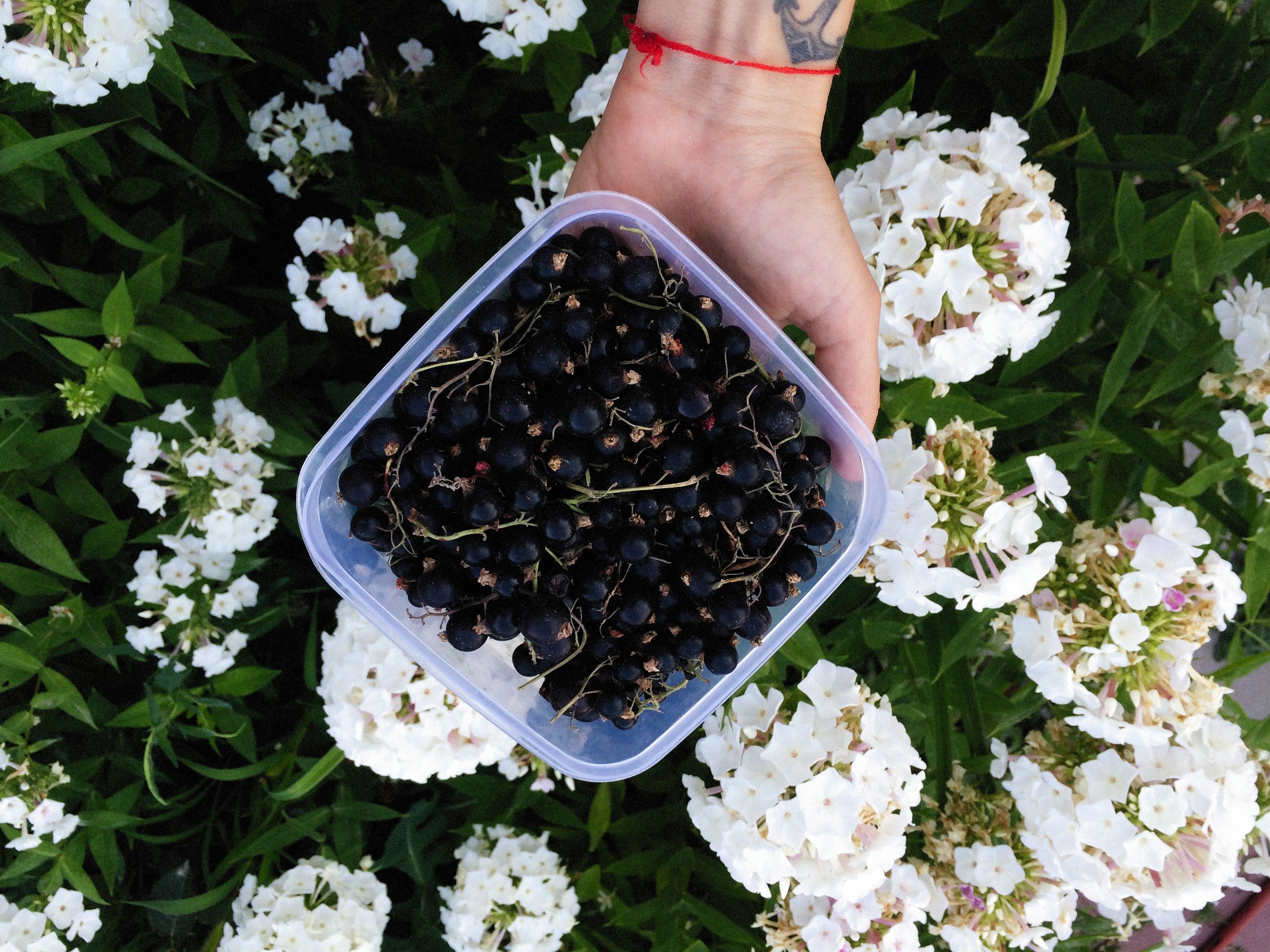 A hand holding a container of blackcurrants, surrounded by vibrant white hydrangeas.
