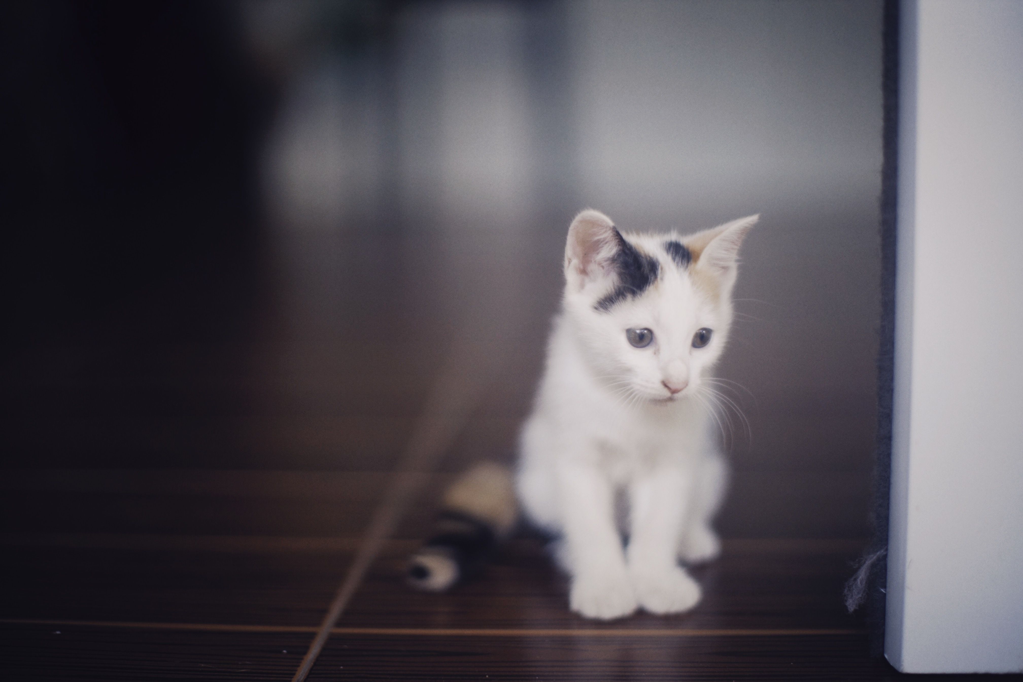 Healthcare and wellness consultation for a cat