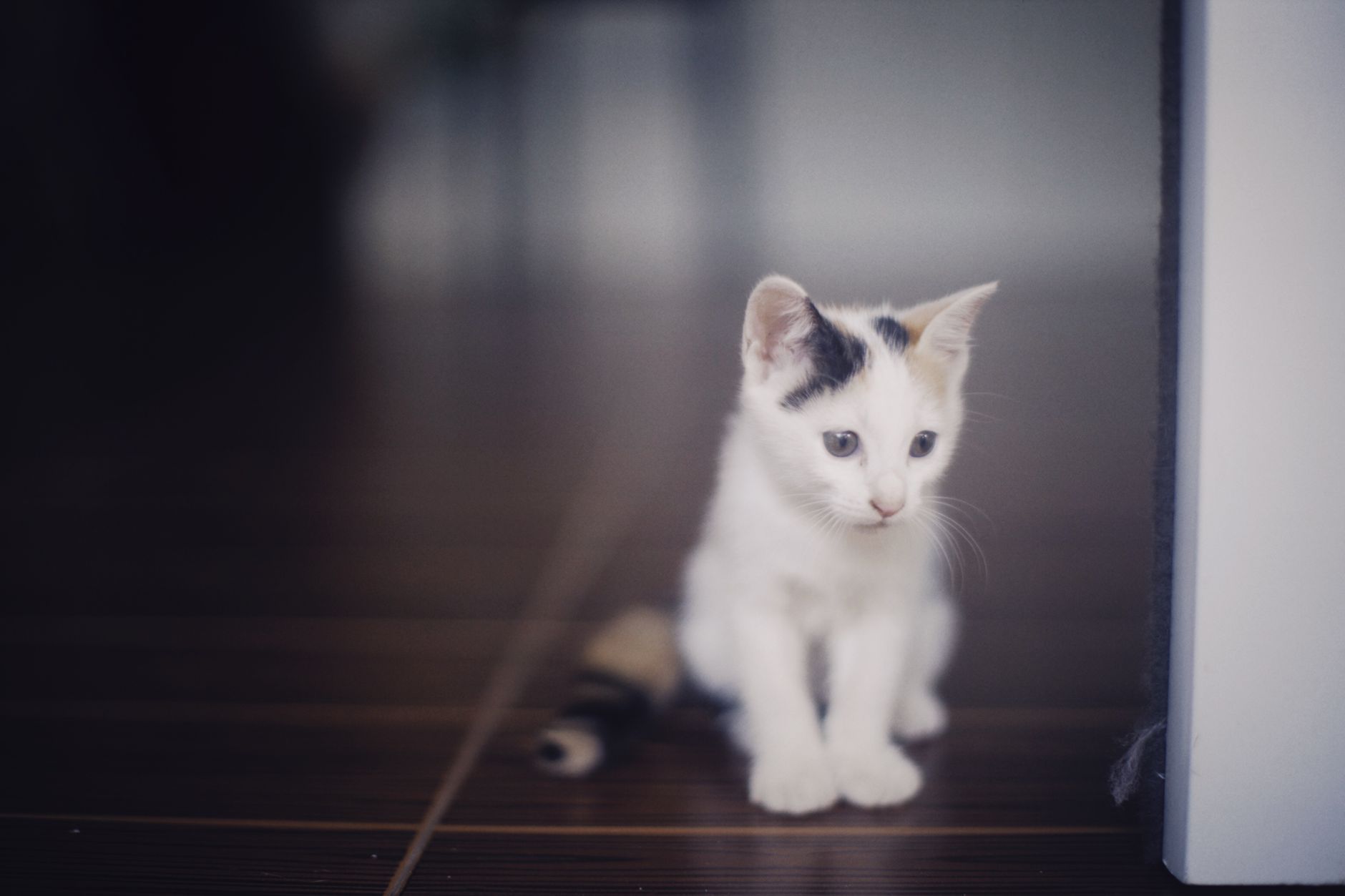Healthcare and wellness consultation for a cat