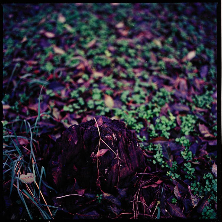 Small Tree Stump In Forest