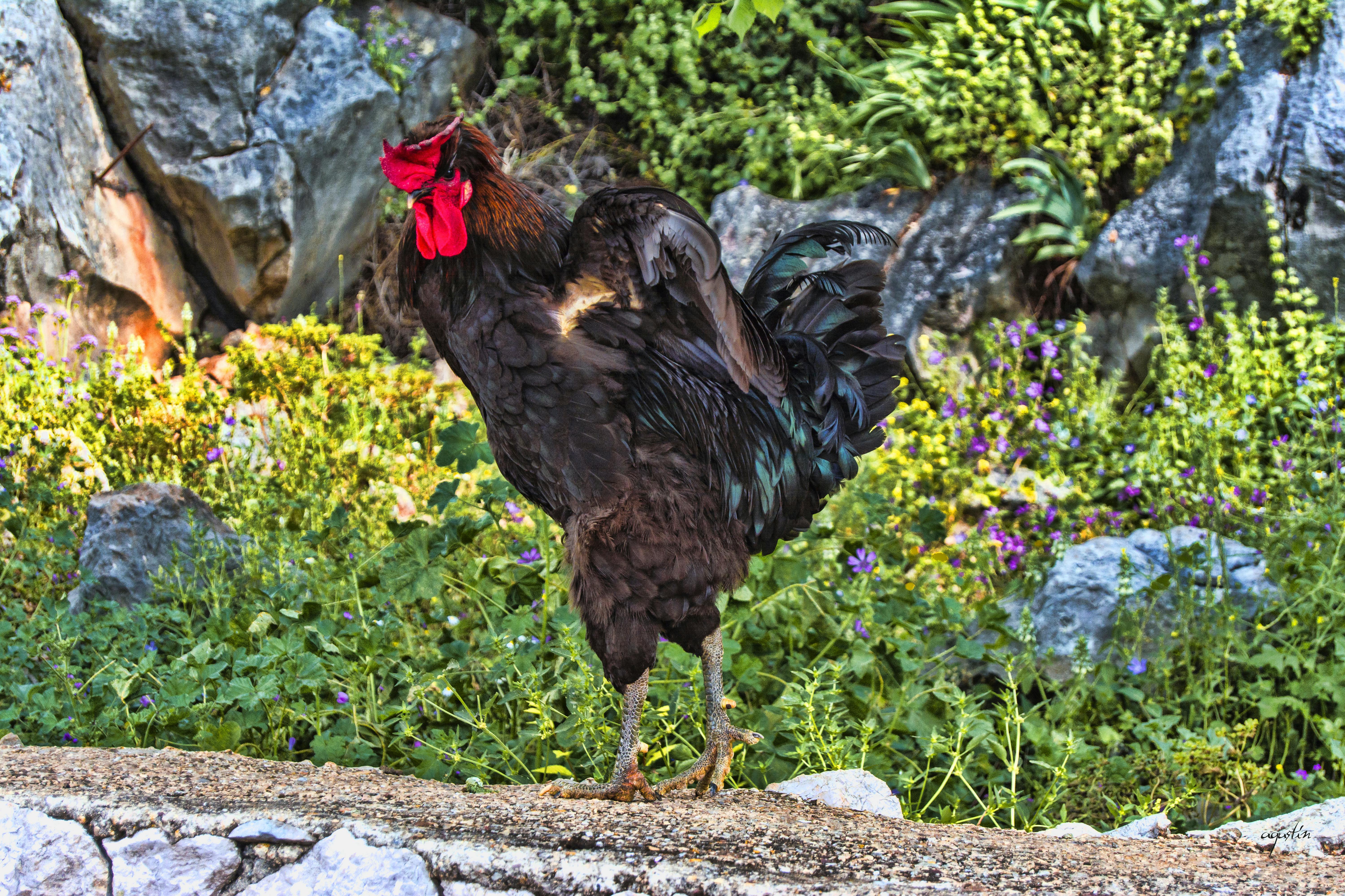 Free stock photo of El Pollo