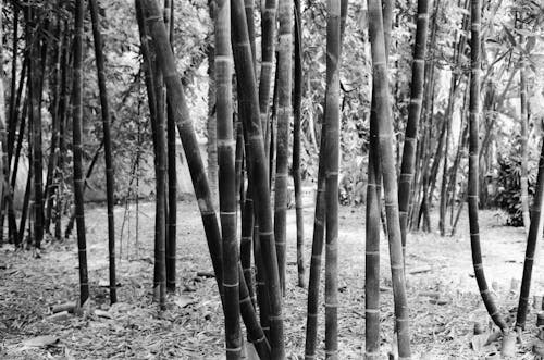 Gratis lagerfoto af bambus, gråtoneskala, sort-hvid Lagerfoto