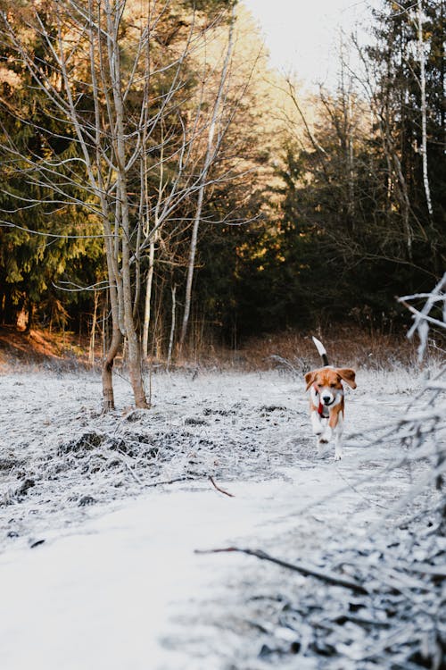 Brown Dog Running on a Snow Covered Ground