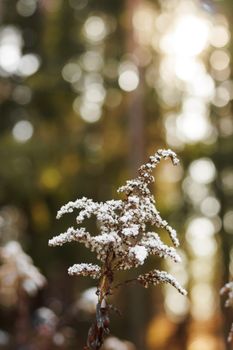 Close-up of a snow-covered plant with bokeh background in a winter forest.