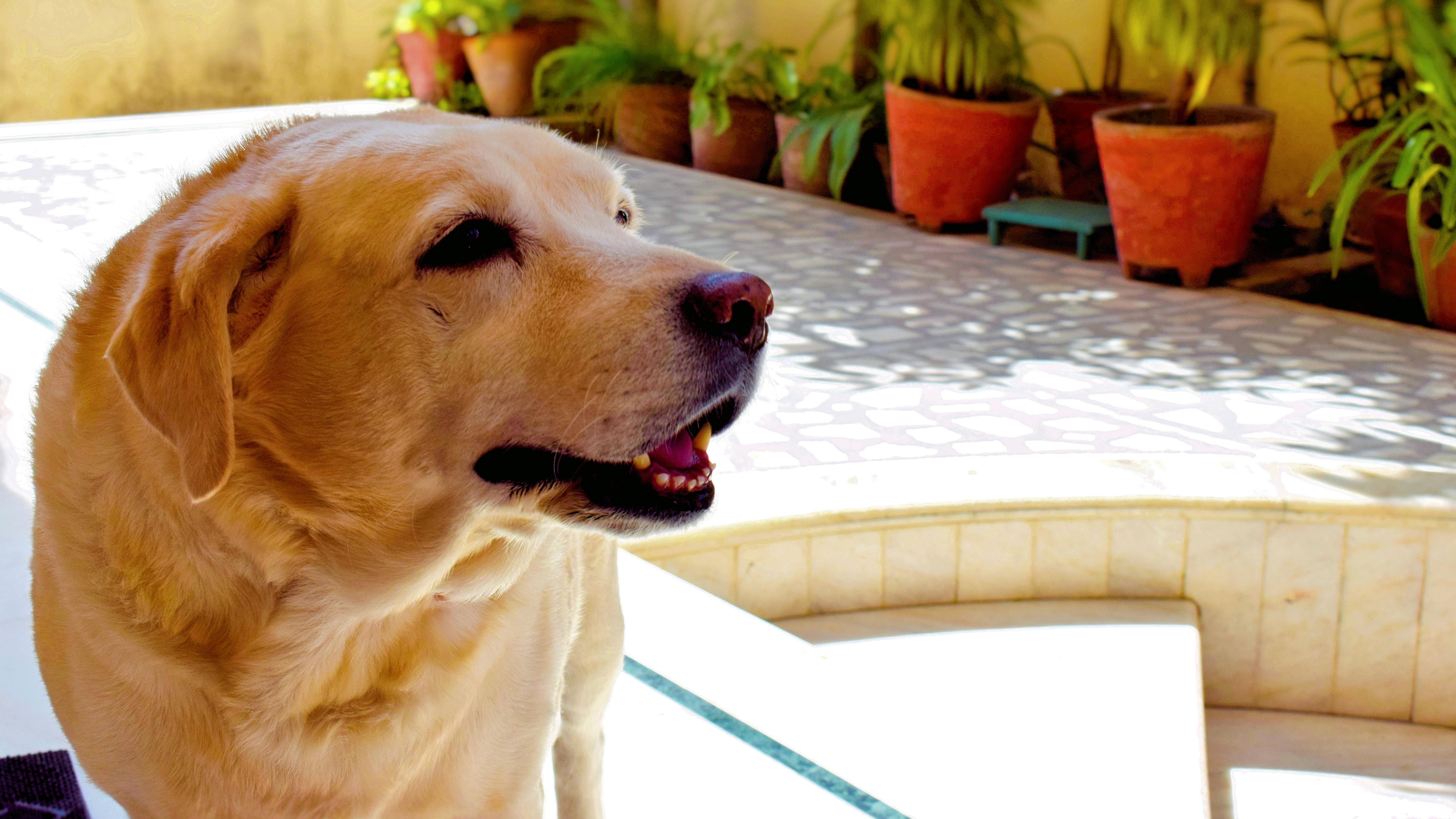 Foto Stok Gratis Tentang Binatang Peliharaan Binatang Piaraan