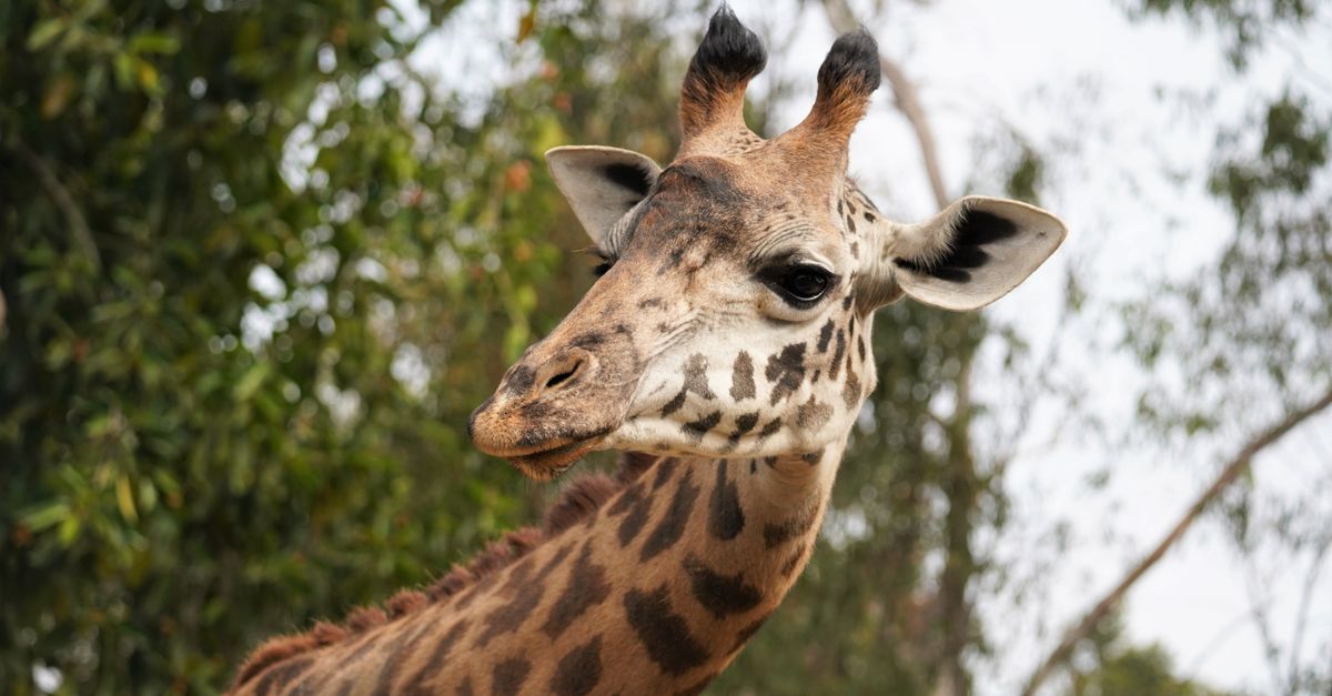 Close-up of a giraffe in San Diego, showcasing its distinctive long neck and natural habitat.