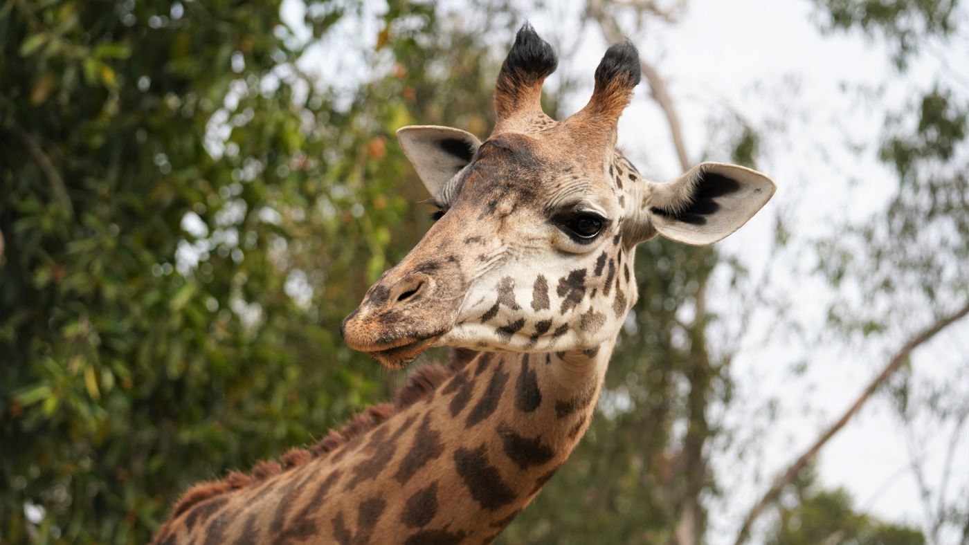 San Diego Safari Park: What Makes the Wild Animal Park Different From Every Other Zoo