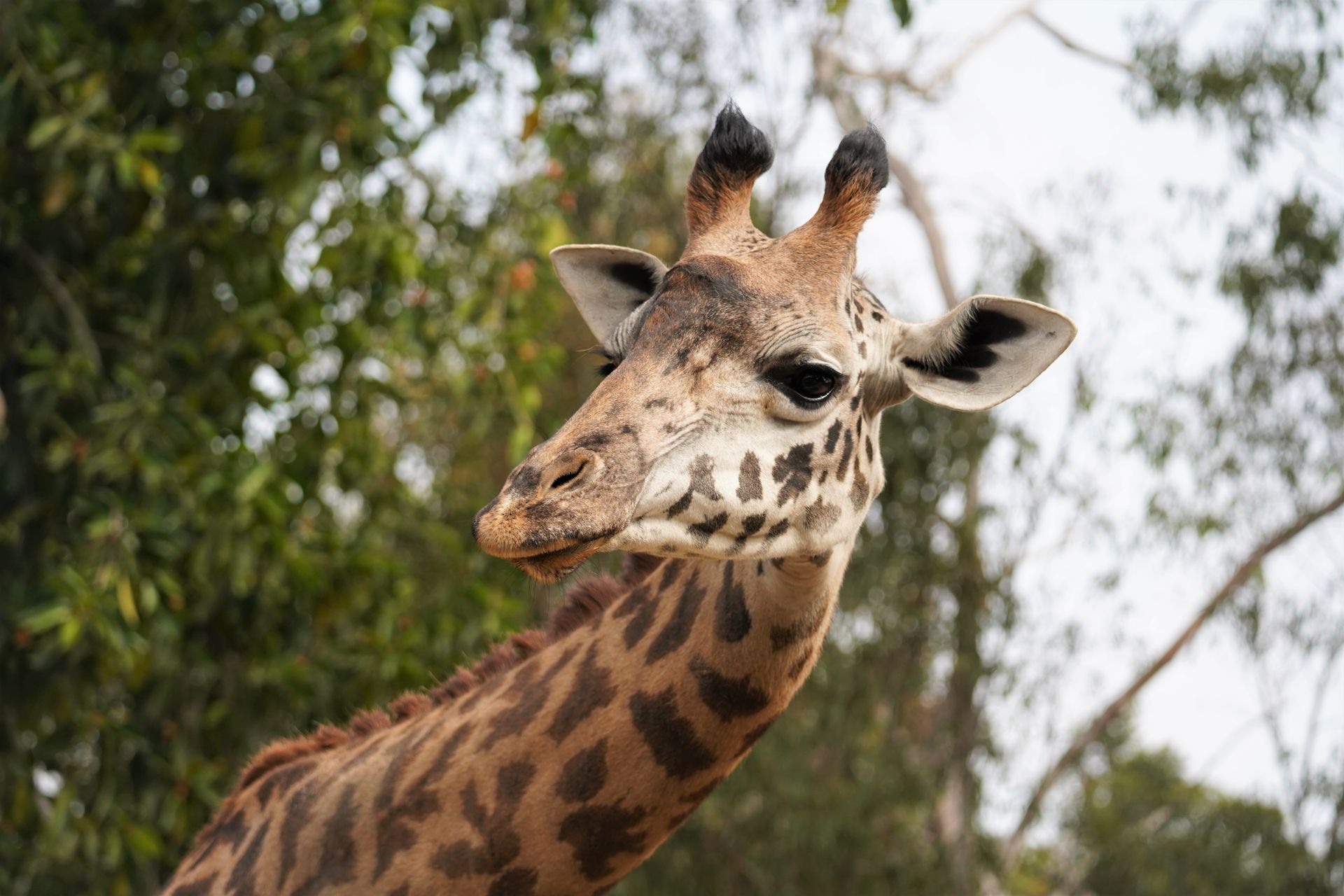 Close-up of a giraffe in San Diego, showcasing its distinctive long neck and natural habitat.