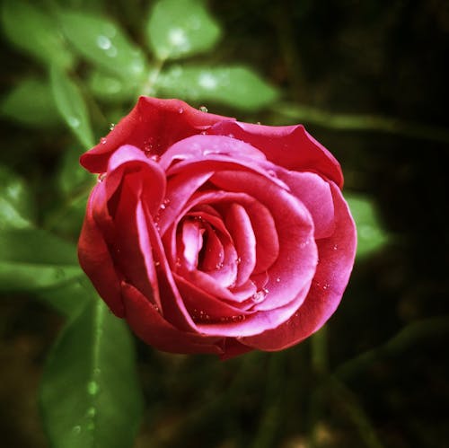免費 宏射擊紅玫瑰 圖庫相片