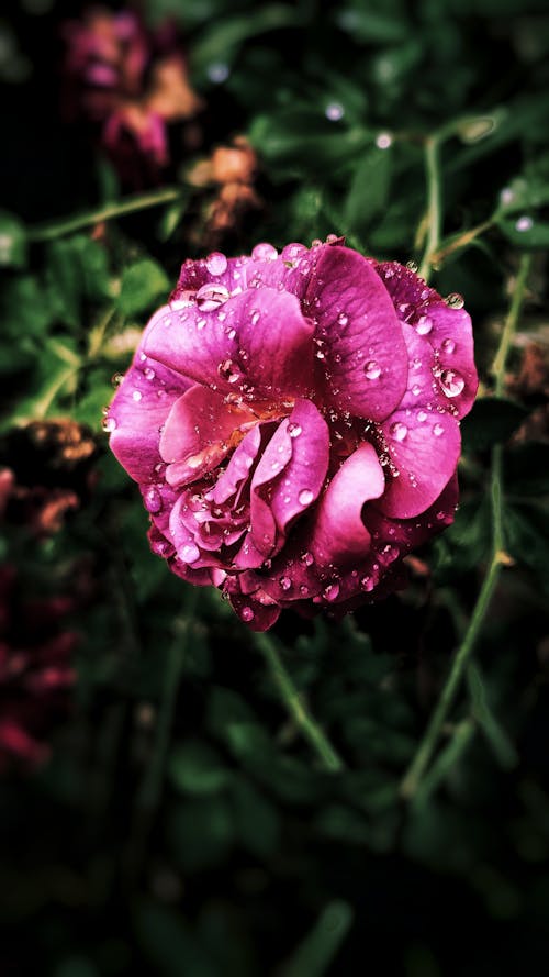 бесплатная Розовый цветок с лепестками в макросъемке Стоковое фото