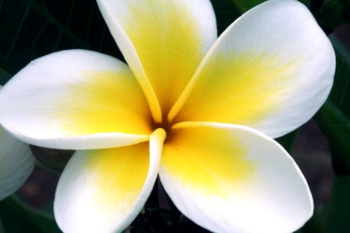 Gratuit Photographie En Gros Plan De Fleur De Plumeria Rubra Blanc Et Jaune En Fleur Photos
