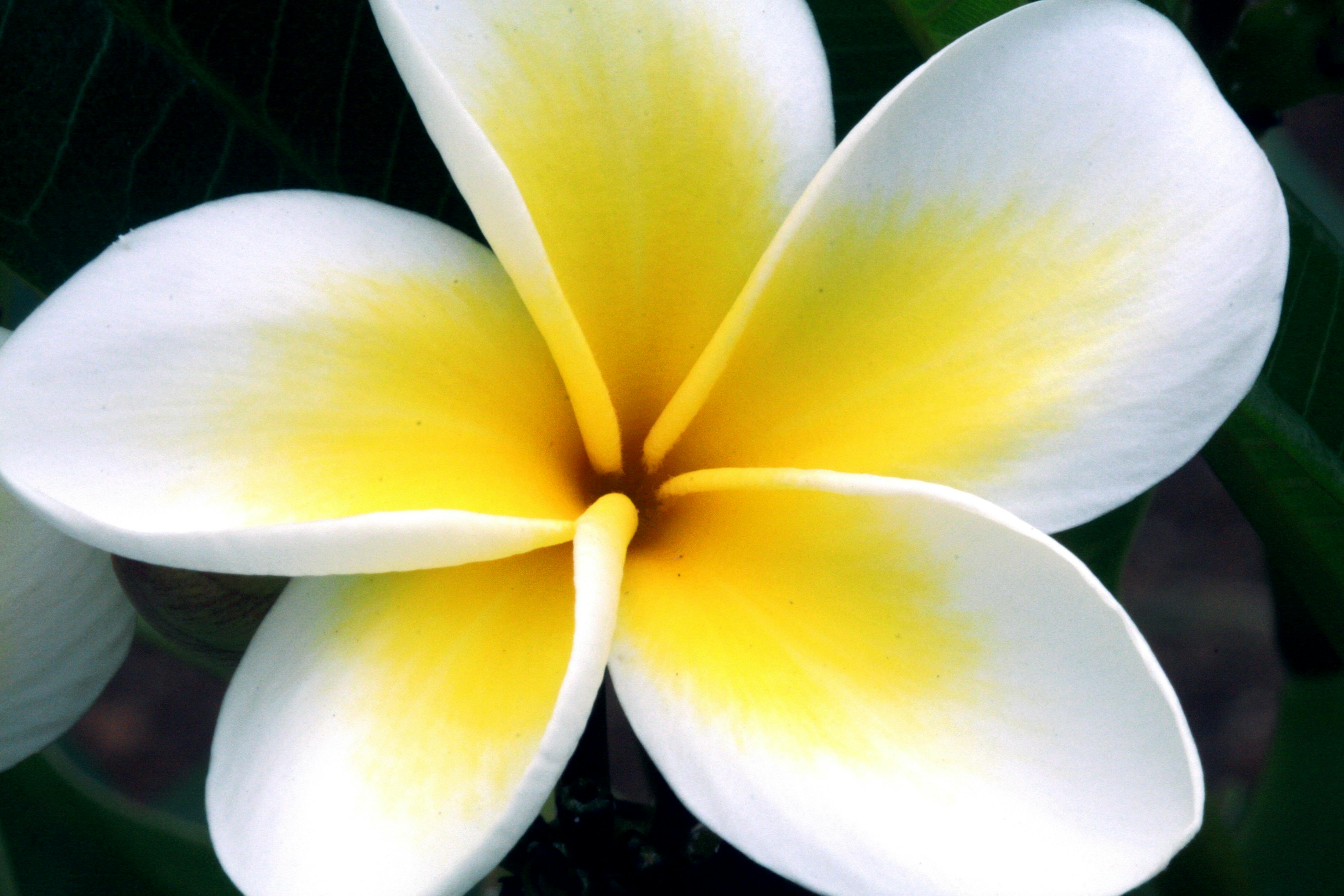 Close-up Photography of White and Yellow Plumeria Rubra Flower in Bloom ...