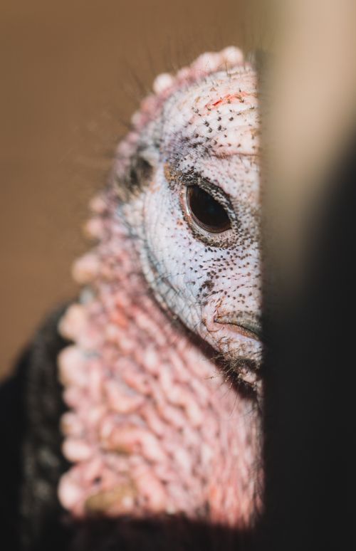 Free Detailed close-up of a turkey bird focusing on its eye and unique skin texture, highlighting the wildlife essence. Stock Photo