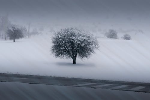 Tree in Snowy Field in Winter