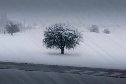 A solitary tree covered in snow stands in a serene winter landscape, surrounded by fog.