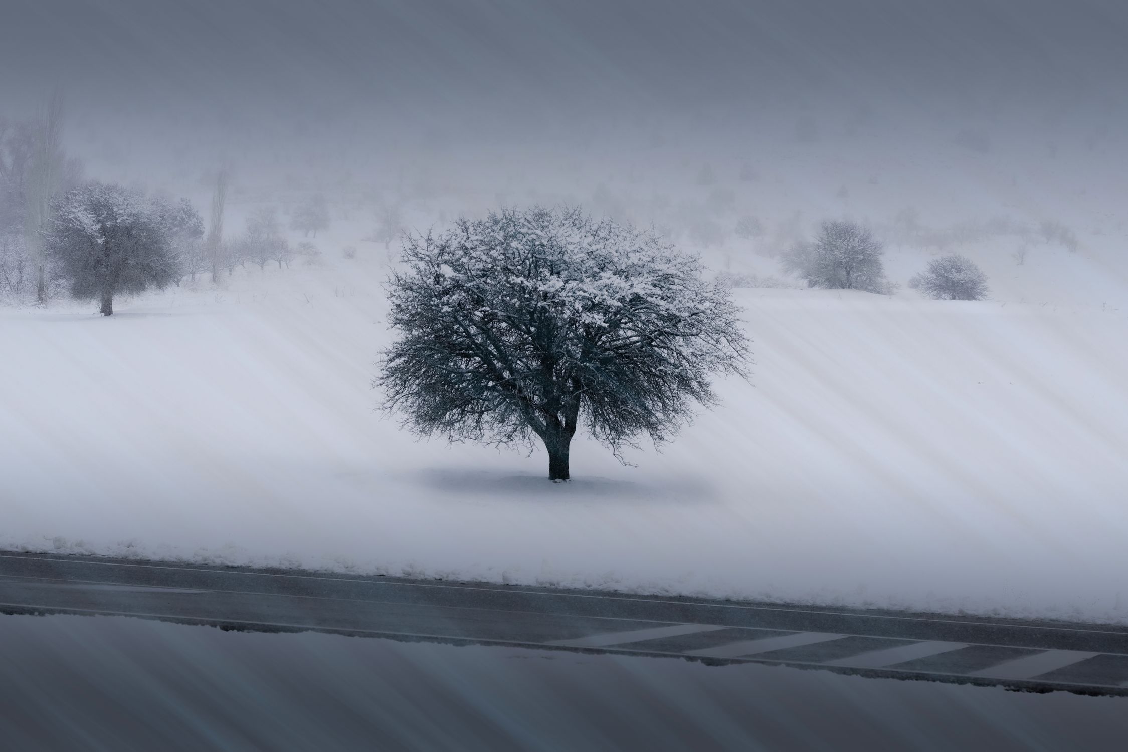 Tree in Snowy Field in Winter · Free Stock Photo