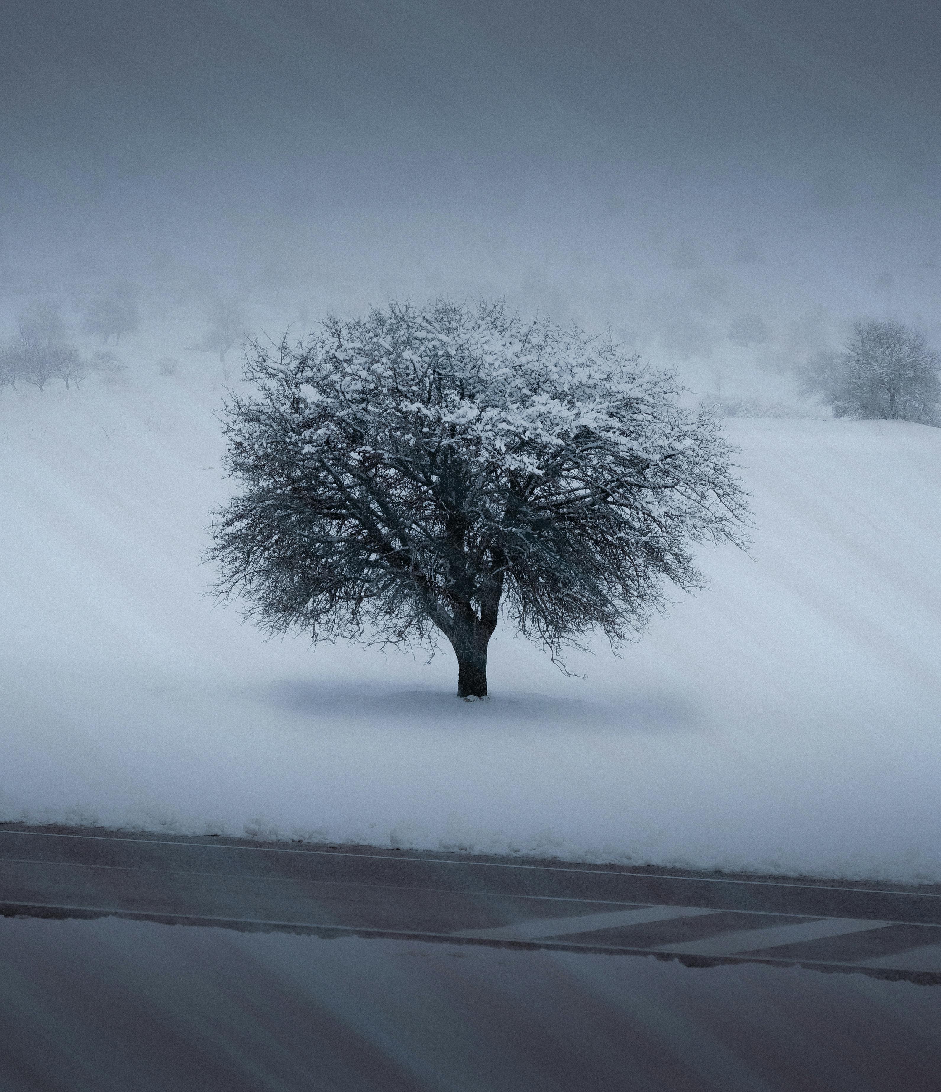 leafless tree on snow covered ground