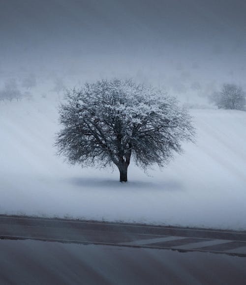 Leafless Tree on Snow Covered Ground