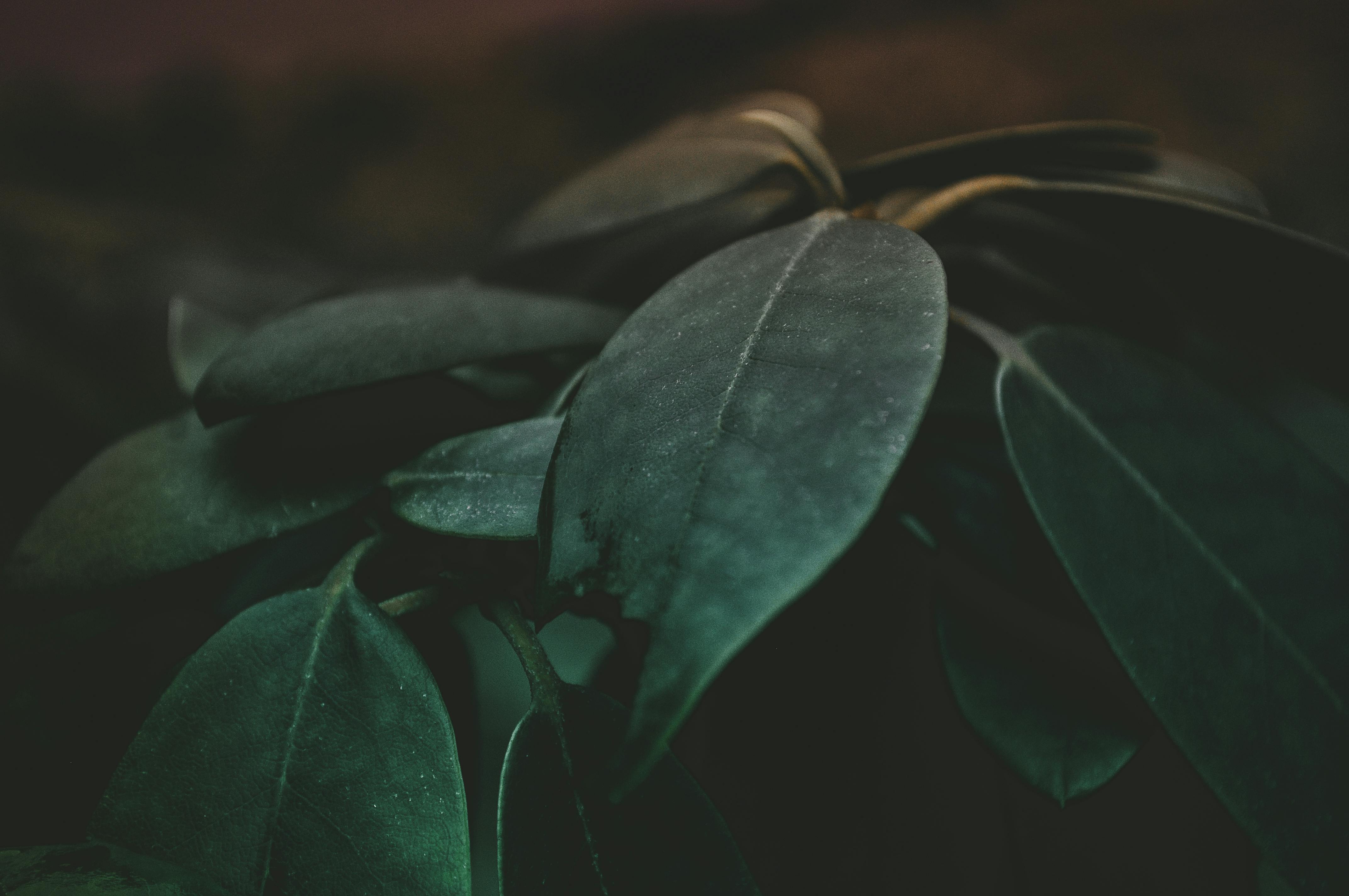 De franc Foto d'estoc gratuïta de a l'aire lliure, bellesa natural, botànic Foto d'estoc