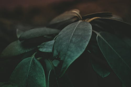 Green Leaf Plant Closeup Photography
